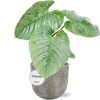 Philodendron Sodiroi – Ø15cm – ↕45cm + Natan Pot D17x15cm – Grau