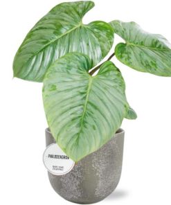 Philodendron Sodiroi – Ø15cm – ↕45cm + Natan Pot D17x15cm – Grau