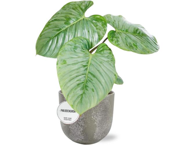 Philodendron Sodiroi – Ø15cm – ↕45cm + Natan Pot D17x15cm – Grau