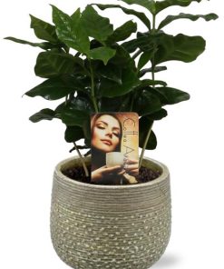 Coffea Arabica – Ø12cm – ↕25cm + Noale Pot D14,5x12cm – Grün