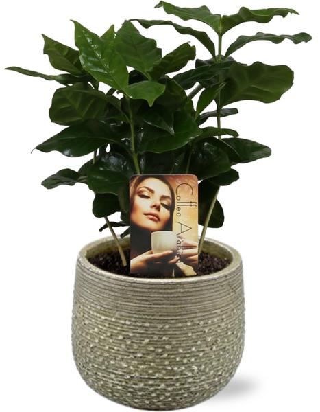 Coffea Arabica – Ø12cm – ↕25cm + Noale Pot D14,5x12cm – Grün