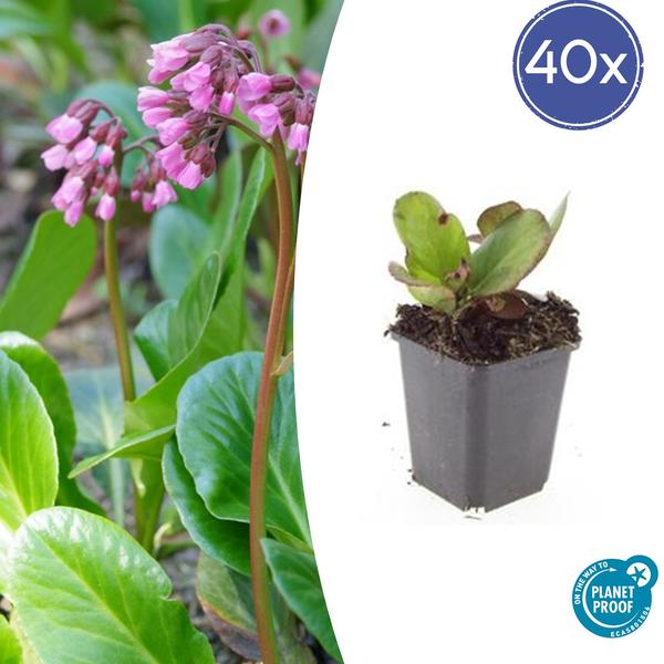 Bergenia cordifolia ‚Herbstblüte‘ – ↕10-25cm – Ø9cm – 40x