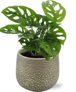 Monstera Monkey Leaf – Ø12cm – ↕30cm + Noale Pot D14,5x12cm – Grün