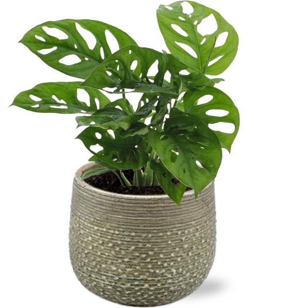 Monstera Monkey Leaf – Ø12cm – ↕30cm + Noale Pot D14,5x12cm – Grün