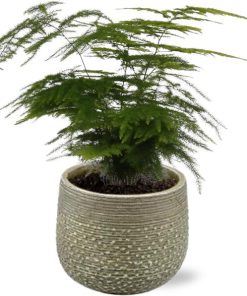 Asparagus Setaceus – Ø12cm – ↕35cm + Noale Pot D14,5x12cm – Grün