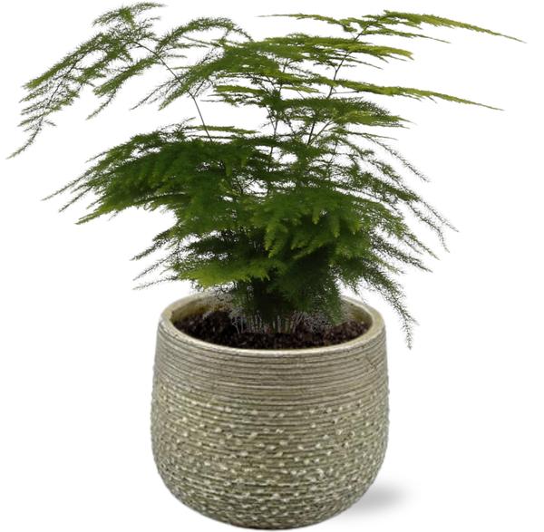 Asparagus Setaceus – Ø12cm – ↕35cm + Noale Pot D14,5x12cm – Grün