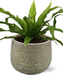 Asplenium Antiquum – Ø12cm – ↕25cm + Noale Pot D14,5x12cm – Grün