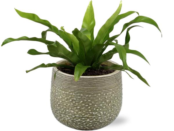 Asplenium Antiquum – Ø12cm – ↕25cm + Noale Pot D14,5x12cm – Grün