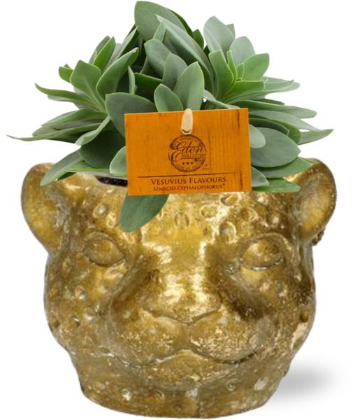 Senecio Cephalophorus – Ø10,5cm – ↕15cm + Planter Luipaard D12x9,5cm – Gold