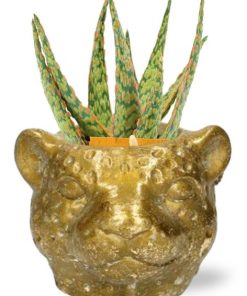 Aloe Hybride – Ø10,5cm – ↕15cm + Planter Luipaard D12x9,5cm – Gold