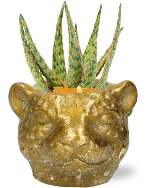 Aloe Hybride – Ø10,5cm – ↕15cm + Planter Luipaard D12x9,5cm – Gold