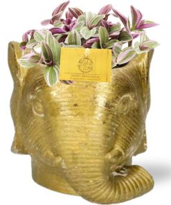 Tradescantia Sweetness – Ø10,5cm – ↕10cm + Planter Olifant D11/12x10cm – Gold