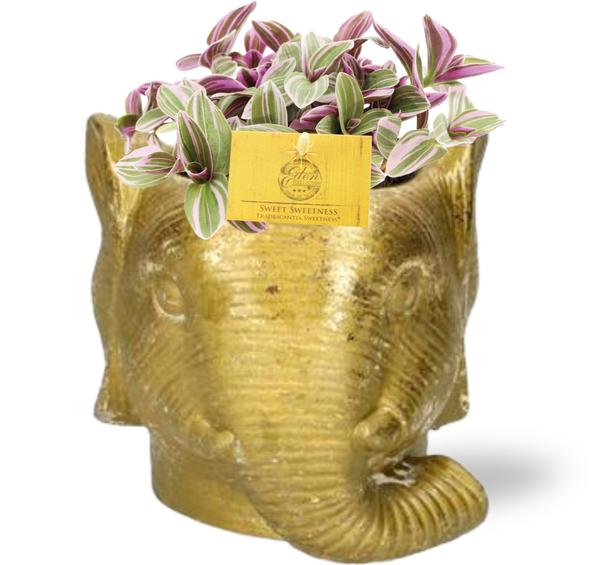 Tradescantia Sweetness – Ø10,5cm – ↕10cm + Planter Olifant D11/12x10cm – Gold