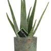 Aloe vera – Ø12cm – ↕40cm – Pot Aily D14x18cm – Grün