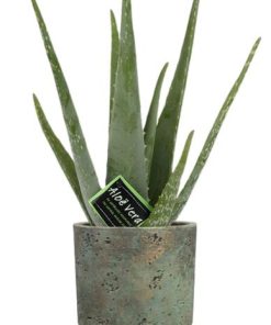 Aloe vera – Ø12cm – ↕40cm – Pot Aily D14x18cm – Grün