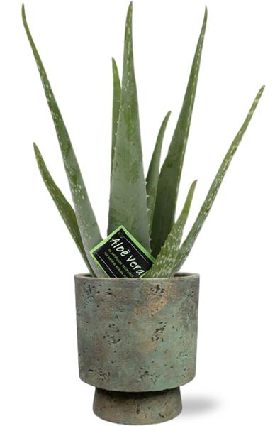 Aloe vera – Ø12cm – ↕40cm – Pot Aily D14x18cm – Grün