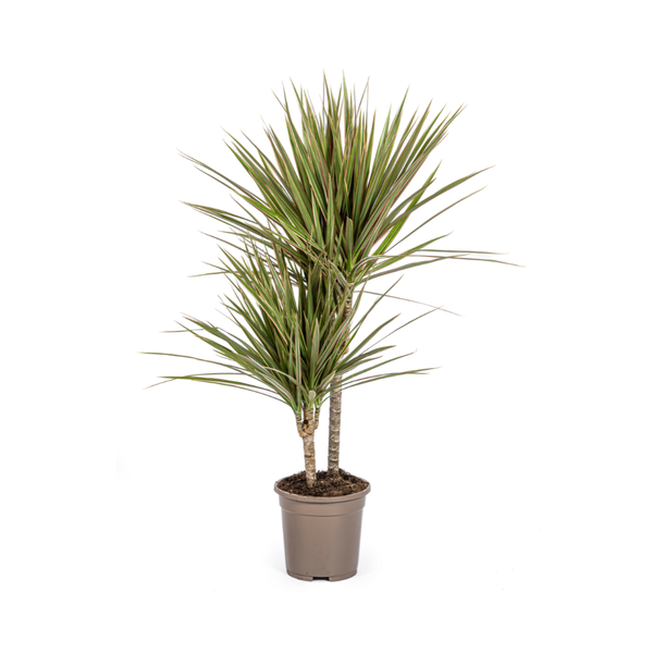 Dracaena Marginata Bicolor Ø17cm – ↕60cm