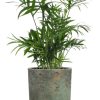 Chamaedorea Elegans – Ø12cm – ↕40cm + Pot Aily D14x18cm – Grün