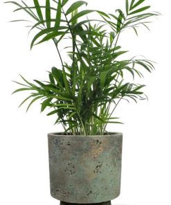 Chamaedorea Elegans – Ø12cm – ↕40cm + Pot Aily D14x18cm – Grün