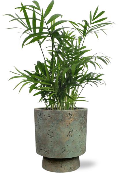 Chamaedorea Elegans – Ø12cm – ↕40cm + Pot Aily D14x18cm – Grün