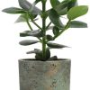 Clusia Rosea Princess – Ø12cm – ↕15cm + Pot Aily D14x18cm – Grün