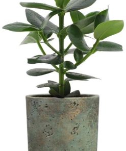 Clusia Rosea Princess – Ø12cm – ↕15cm + Pot Aily D14x18cm – Grün