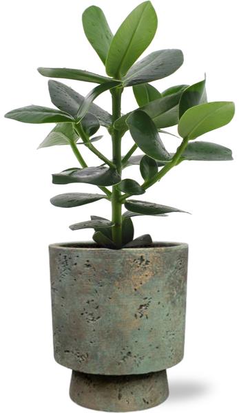 Clusia Rosea Princess – Ø12cm – ↕15cm + Pot Aily D14x18cm – Grün