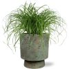 Cyperus Alternifolius – Ø12cm – ↕20cm + Pot Aily D14x18cm – Grün