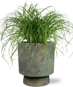 Cyperus Alternifolius – Ø12cm – ↕20cm + Pot Aily D14x18cm – Grün