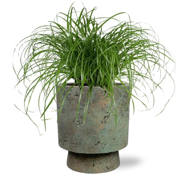 Cyperus Alternifolius – Ø12cm – ↕20cm + Pot Aily D14x18cm – Grün