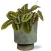 Maranta Fascinator – Ø12cm – ↕20cm + Pot Aily D14x18cm – Grün