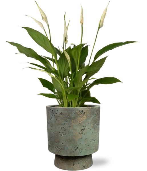 Spathiphyllum Bingo Cupido – Ø12cm – ↕45cm + Pot Aily D14x18cm – Grün