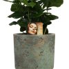 Coffea Arabica – Ø12cm – ↕25cm + Pot Aily D14x18cm – Grün