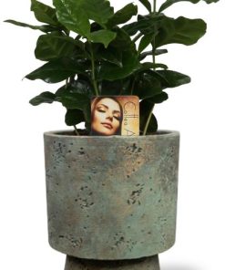 Coffea Arabica – Ø12cm – ↕25cm + Pot Aily D14x18cm – Grün