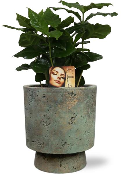 Coffea Arabica – Ø12cm – ↕25cm + Pot Aily D14x18cm – Grün