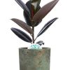 Ficus Elastica Abidjan – Ø17cm – ↕60cm + Pot Aily D19x23cm – Grün