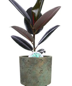 Ficus Elastica Abidjan – Ø17cm – ↕60cm + Pot Aily D19x23cm – Grün