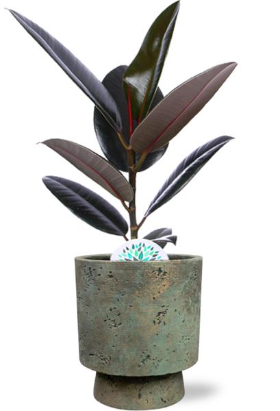 Ficus Elastica Abidjan – Ø17cm – ↕60cm + Pot Aily D19x23cm – Grün