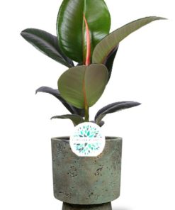 Ficus Elastica Robusta – Ø17cm – ↕65cm + Pot Aily D19x23cm – Grün