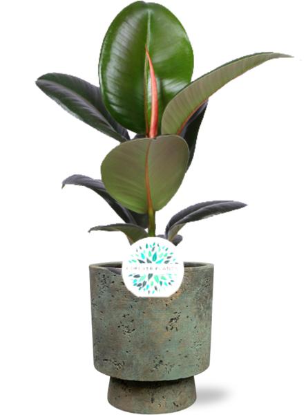 Ficus Elastica Robusta – Ø17cm – ↕65cm + Pot Aily D19x23cm – Grün