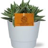 Crassula Tenelli – Ø11cm – ↕15cm + Pot Basic D11,5x9cm – Weiß