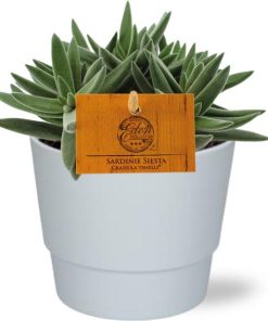 Crassula Tenelli – Ø11cm – ↕15cm + Pot Basic D11,5x9cm – Weiß