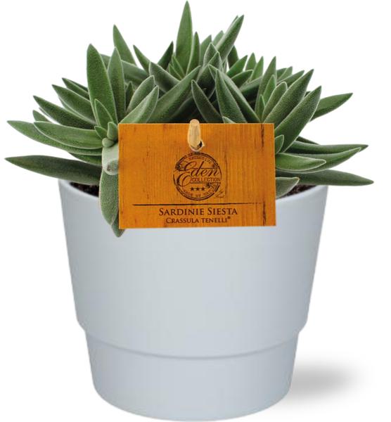 Crassula Tenelli – Ø11cm – ↕15cm + Pot Basic D11,5x9cm – Weiß