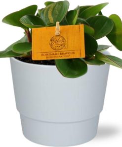 Peperomia Obtipan – Ø11cm – ↕15cm + Pot Basic D11,5x9cm – Weiß