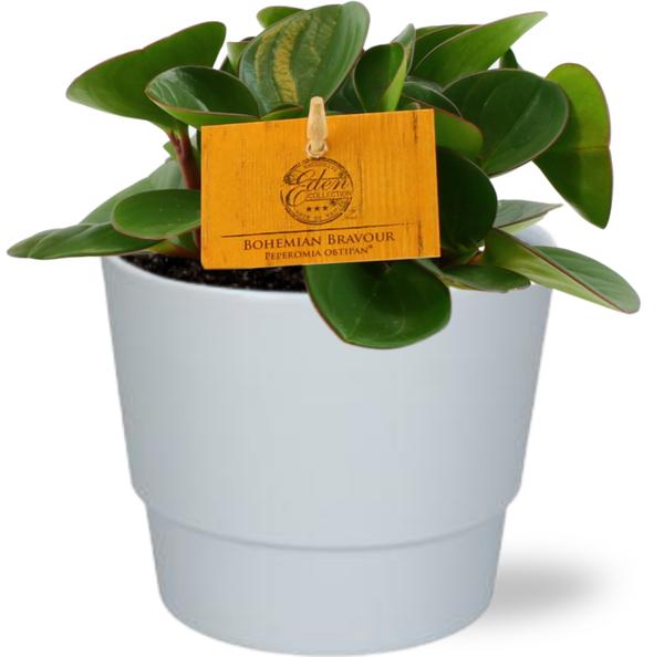 Peperomia Obtipan – Ø11cm – ↕15cm + Pot Basic D11,5x9cm – Weiß