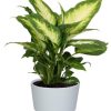 Dieffenbachia Camilla – Ø12cm – ↕35cm + Pot Basic D14,5x12cm – Weiß