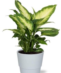 Dieffenbachia Camilla – Ø12cm – ↕35cm + Pot Basic D14,5x12cm – Weiß