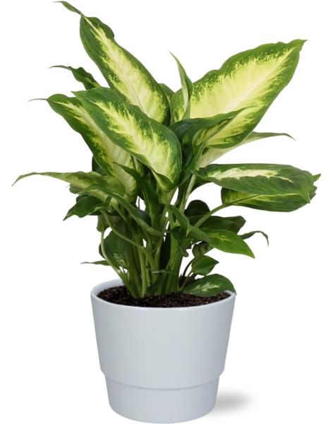 Dieffenbachia Camilla – Ø12cm – ↕35cm + Pot Basic D14,5x12cm – Weiß