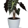 Alocasia Amazonica Polly – Ø12cm – ↕30cm + Pot Basic D14,5x12cm – Weiß
