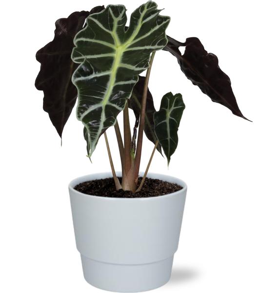 Alocasia Amazonica Polly – Ø12cm – ↕30cm + Pot Basic D14,5x12cm – Weiß